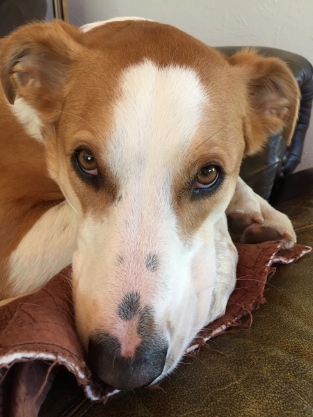 Entry image for Sadie. Clicking this image will show a larger photo