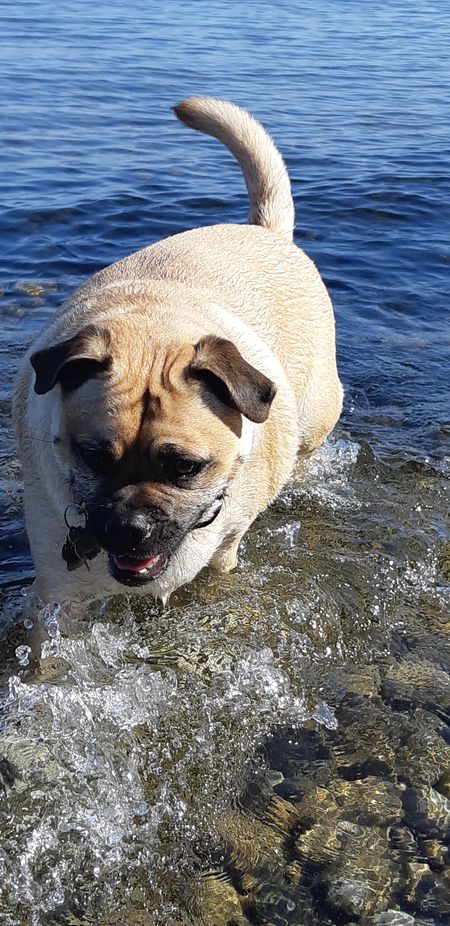 Entry image for Lily Bean . Clicking this image will show a larger photo