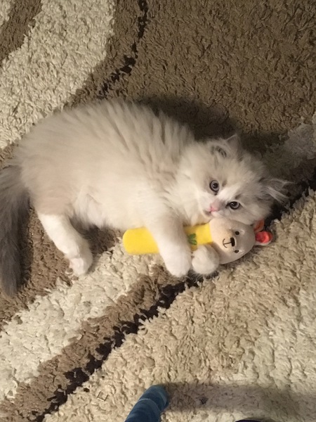 Entry image for Obi. Clicking this image will show a larger photo