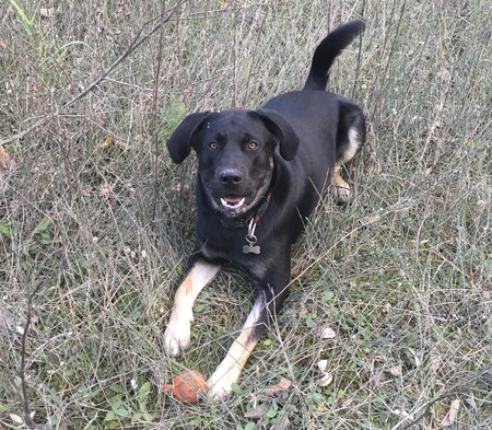 Entry image for Rascal. Clicking this image will show a larger photo