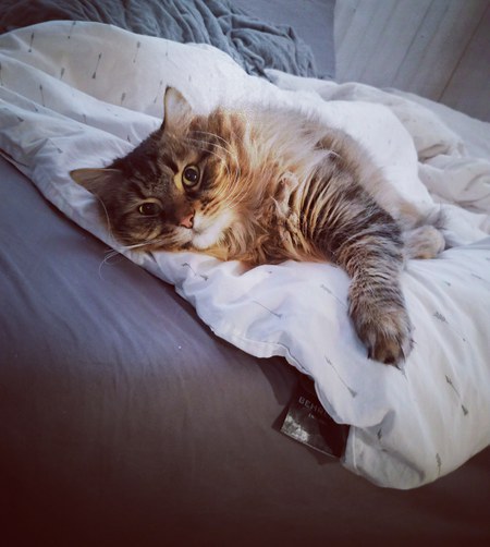 Entry image for Linden. Clicking this image will show a larger photo