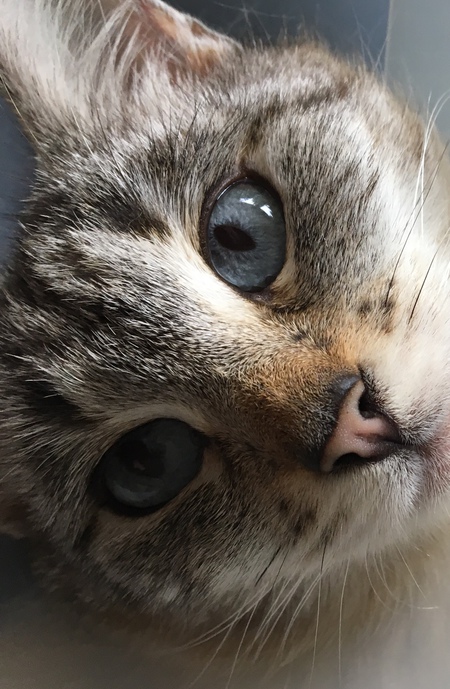 Entry image for Tao. Clicking this image will show a larger photo