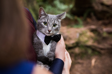 Entry image for Willis. Clicking this image will show a larger photo