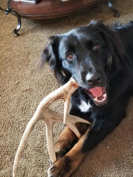 Entry image for Black Pearl. Clicking this image will show a larger photo