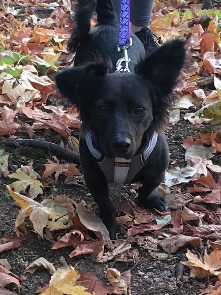 Entry image for Roxie. Clicking this image will show a larger photo