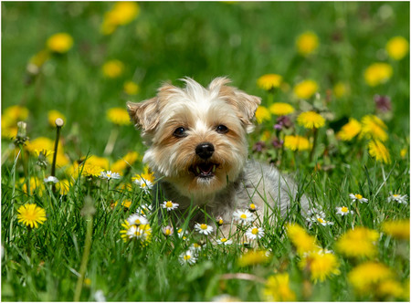 Entry image for Zuzu. Clicking this image will show a larger photo