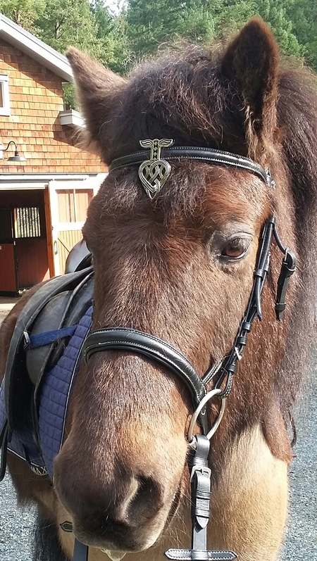 Entry image for Leo. Clicking this image will show a larger photo