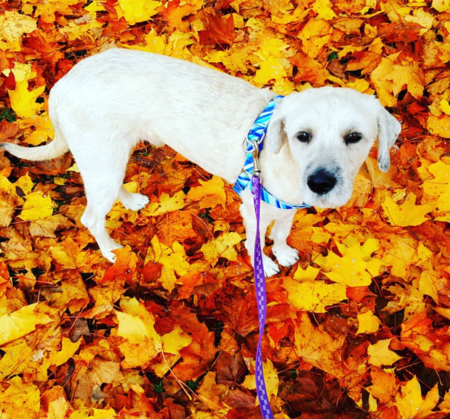 Entry image for Avocado. Clicking this image will show a larger photo