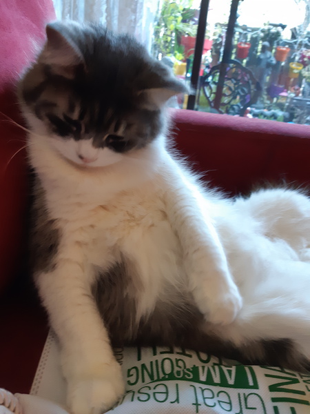 Entry image for Moustique. Clicking this image will show a larger photo