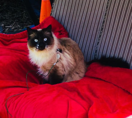 Entry image for La chipie. Clicking this image will show a larger photo