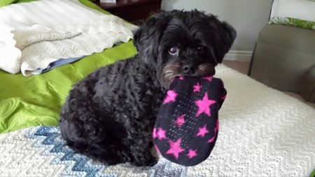 Entry image for Lucy. Clicking this image will show a larger photo