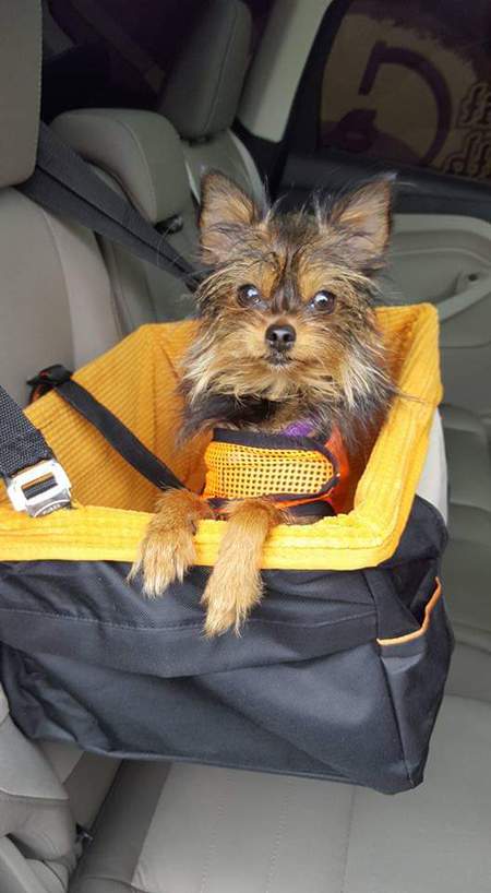 Entry image for Snickers. Clicking this image will show a larger photo