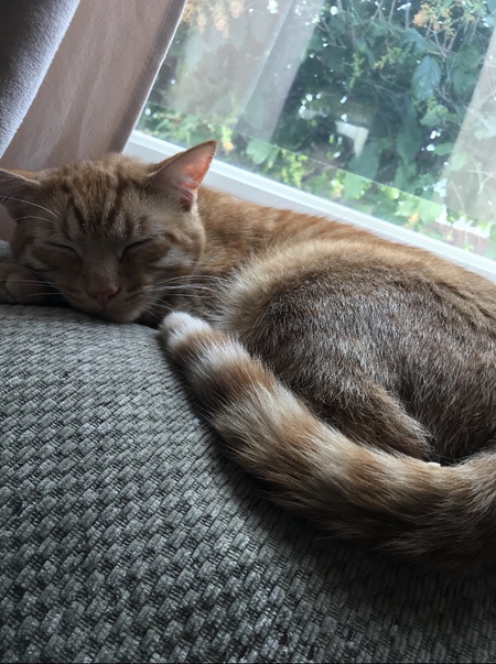 Entry image for Donnor. Clicking this image will show a larger photo