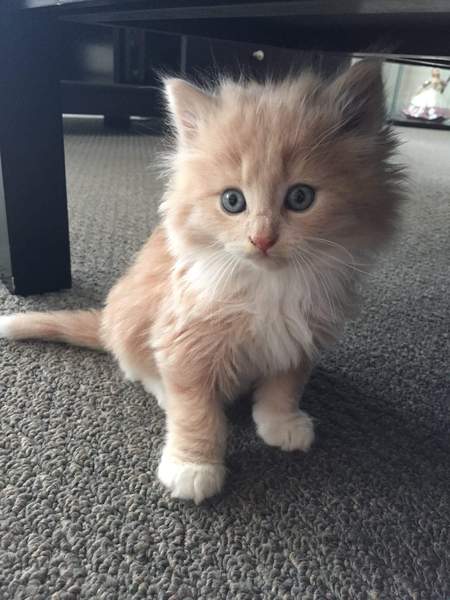 Entry image for Teddy. Clicking this image will show a larger photo