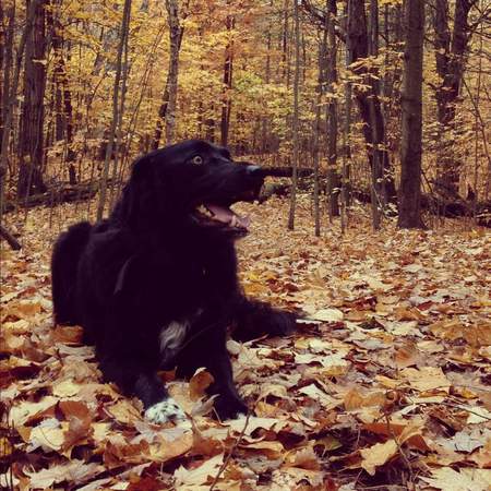 Entry image for Bullet. Clicking this image will show a larger photo