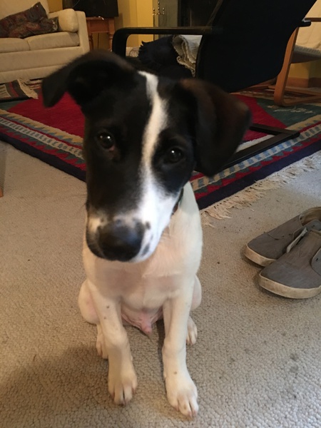 Entry image for Charlie. Clicking this image will show a larger photo