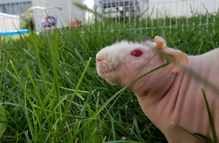 Entry image for Wilbur. Clicking this image will show a larger photo