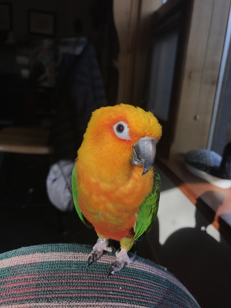 Entry image for Theo . Clicking this image will show a larger photo