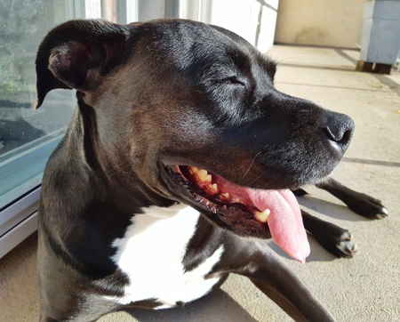 Entry image for Pepper. Clicking this image will show a larger photo