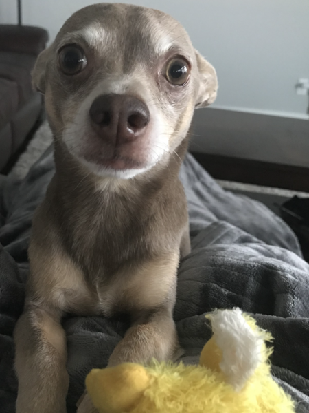 Entry image for Maddix. Clicking this image will show a larger photo