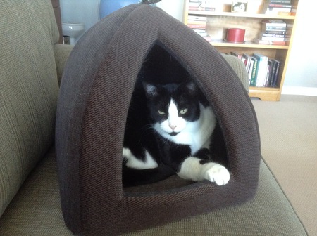 Entry image for Cookie. Clicking this image will show a larger photo