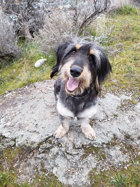 Entry image for Freddy . Clicking this image will show a larger photo