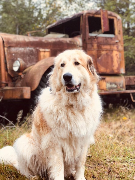 Entry image for Cooter. Clicking this image will show a larger photo