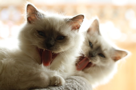 Entry image for Kessy and Merlin. Clicking this image will show a larger photo