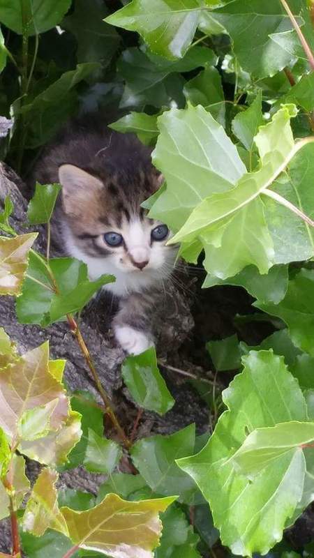 Entry image for Mikki. Clicking this image will show a larger photo