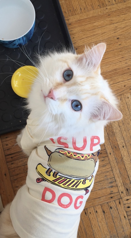 Entry image for Noodles. Clicking this image will show a larger photo