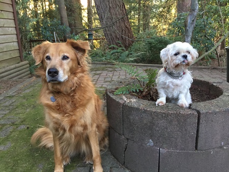 Entry image for Bella and Cleo. Clicking this image will show a larger photo