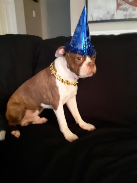 Entry image for Blaze. Clicking this image will show a larger photo