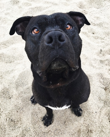 Entry image for Bao. Clicking this image will show a larger photo