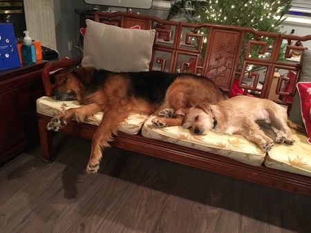 Entry image for Nugget & Ben... aka Pinky and the Brain. Clicking this image will show a larger photo