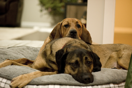 Entry image for Daisy & Tank. Clicking this image will show a larger photo