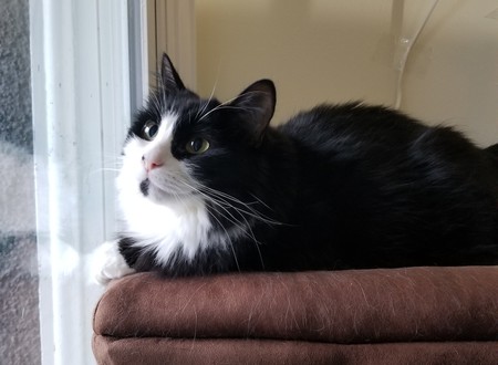 Entry image for Nori. Clicking this image will show a larger photo