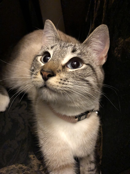 Entry image for BELLE. Clicking this image will show a larger photo