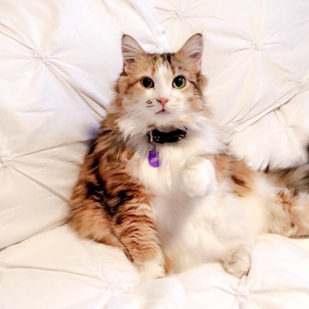 Entry image for Baby Meow. Clicking this image will show a larger photo