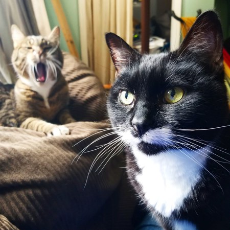 Entry image for Dickie and Butters. Clicking this image will show a larger photo