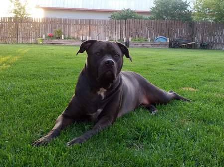 Entry image for Molly. Clicking this image will show a larger photo