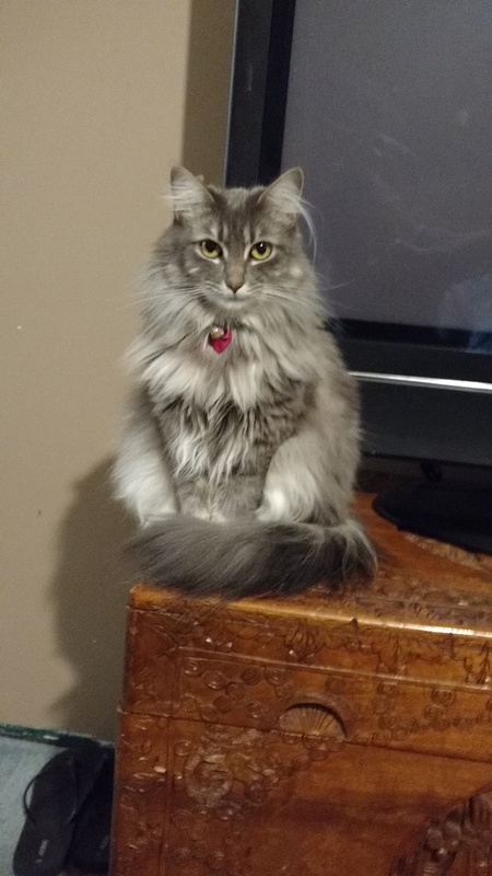 Entry image for Gemma Fluffy Bum. Clicking this image will show a larger photo