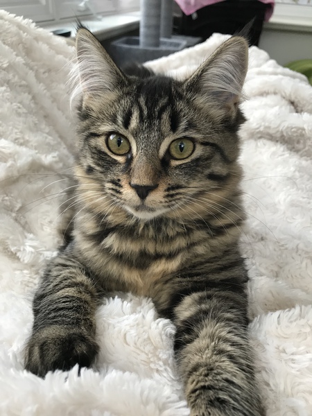 Entry image for Ellie. Clicking this image will show a larger photo