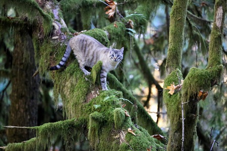 Entry image for Alffie. Clicking this image will show a larger photo