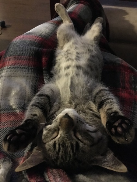 Entry image for Levi. Clicking this image will show a larger photo