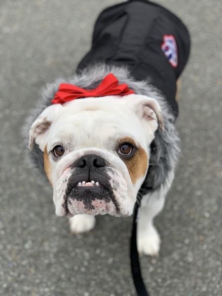 Entry image for Koko. Clicking this image will show a larger photo