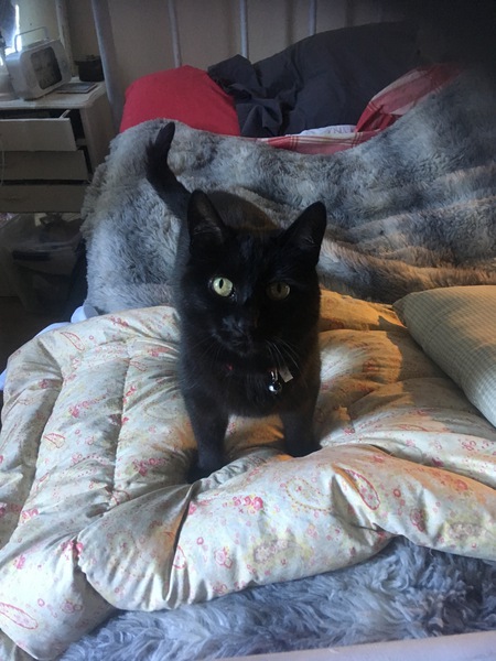 Entry image for Koyote . Clicking this image will show a larger photo