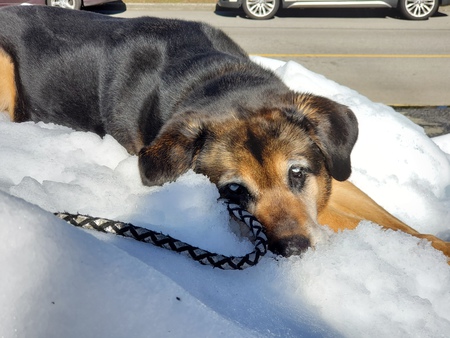 Entry image for Frankie Blue Eyes. Clicking this image will show a larger photo