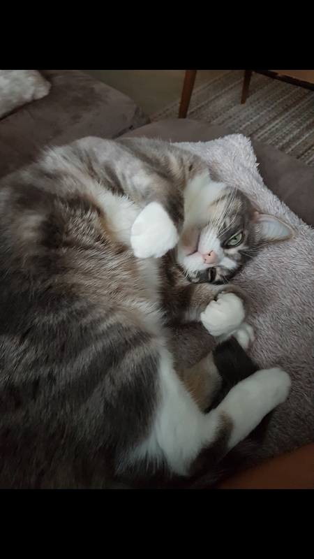 Entry image for Lexie. Clicking this image will show a larger photo