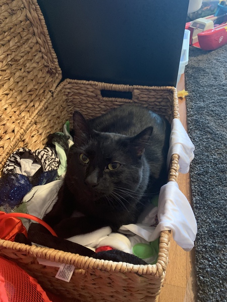 Entry image for Jaguar . Clicking this image will show a larger photo