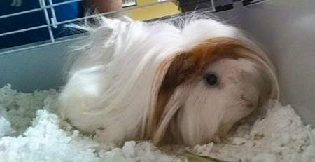 Entry image for Josie. Clicking this image will show a larger photo